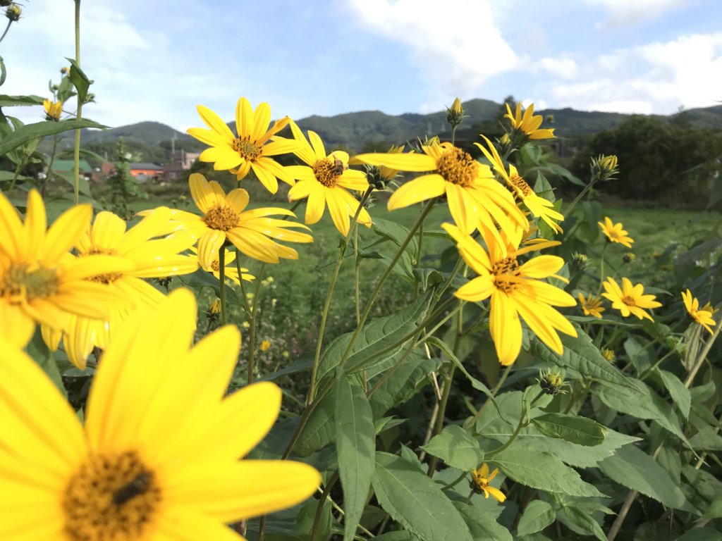 キクイモの花 北海道産の美味しいビーツや西洋野菜 北海道米ふっくりんこや各種野菜の事なら愛情込めて無農薬栽培しているnk2 Farmへ