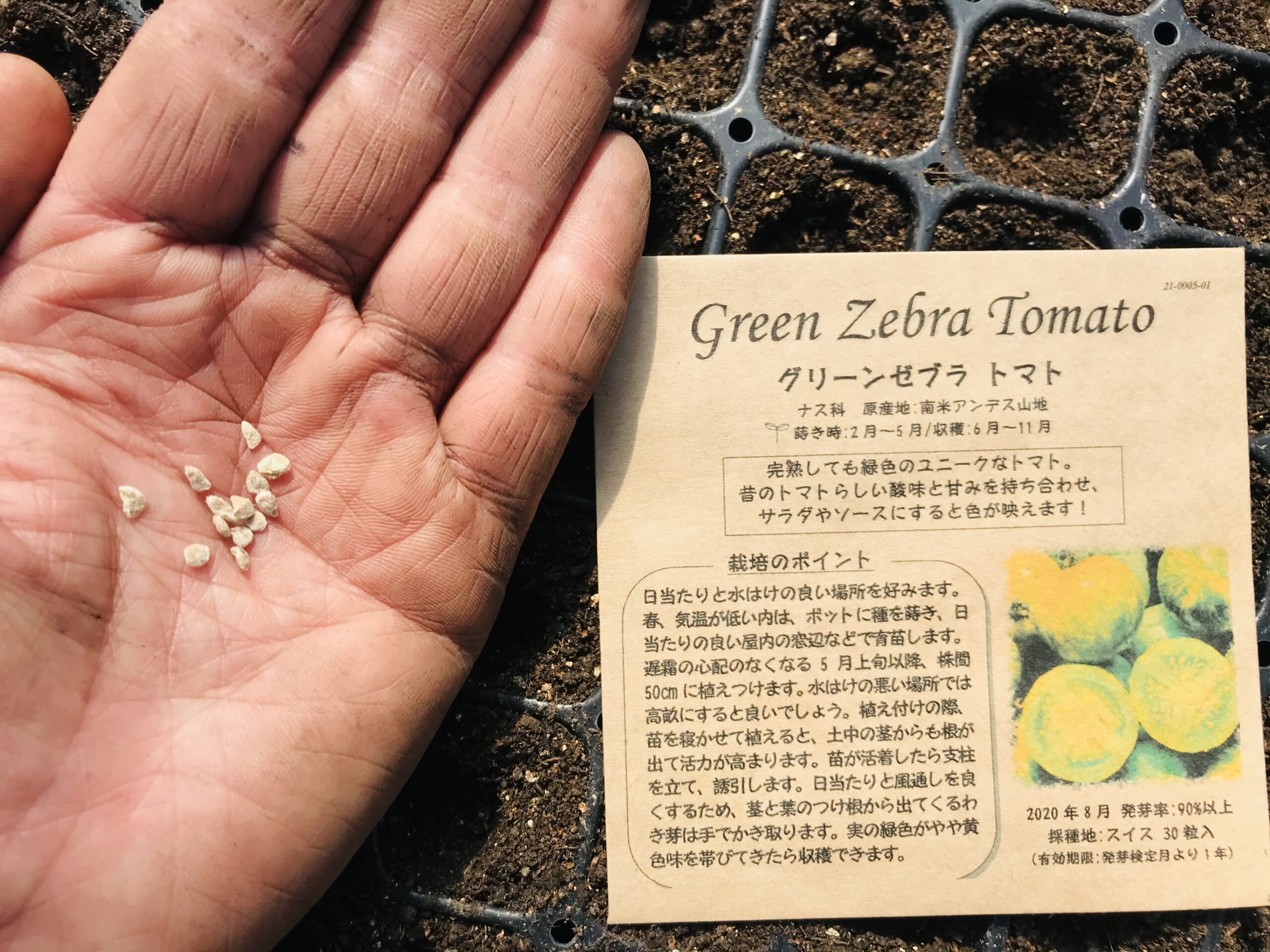 グリーンゼブラトマト 北海道産の美味しいビーツや西洋野菜 北海道米ふっくりんこや各種野菜の事なら愛情込めて無農薬栽培しているnk2 Farmへ