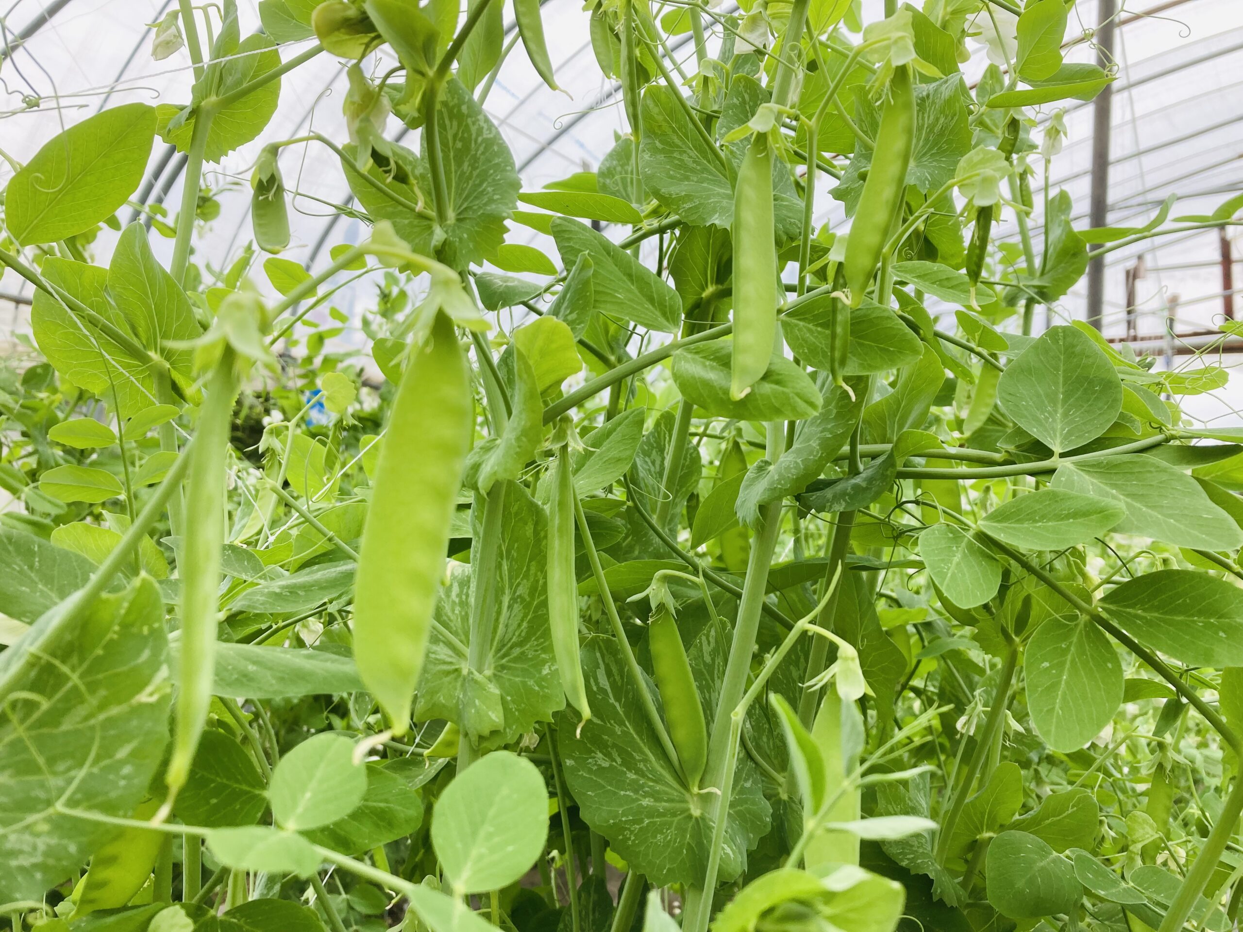 えんどう豆が実り出す 北海道産の美味しいビーツや西洋野菜 北海道米ふっくりんこや各種野菜の事なら愛情込めて無農薬栽培しているnk2 Farmへ