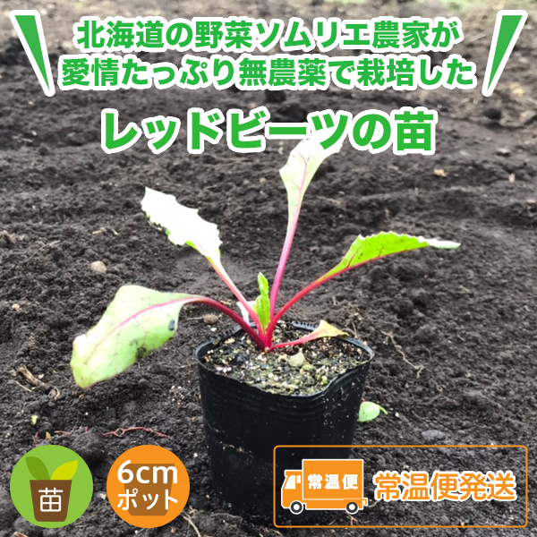 レッドビーツの苗 北海道産の美味しいビーツや西洋野菜 北海道米ふっくりんこや各種野菜の事なら愛情込めて無農薬栽培しているnk2 Farmへ