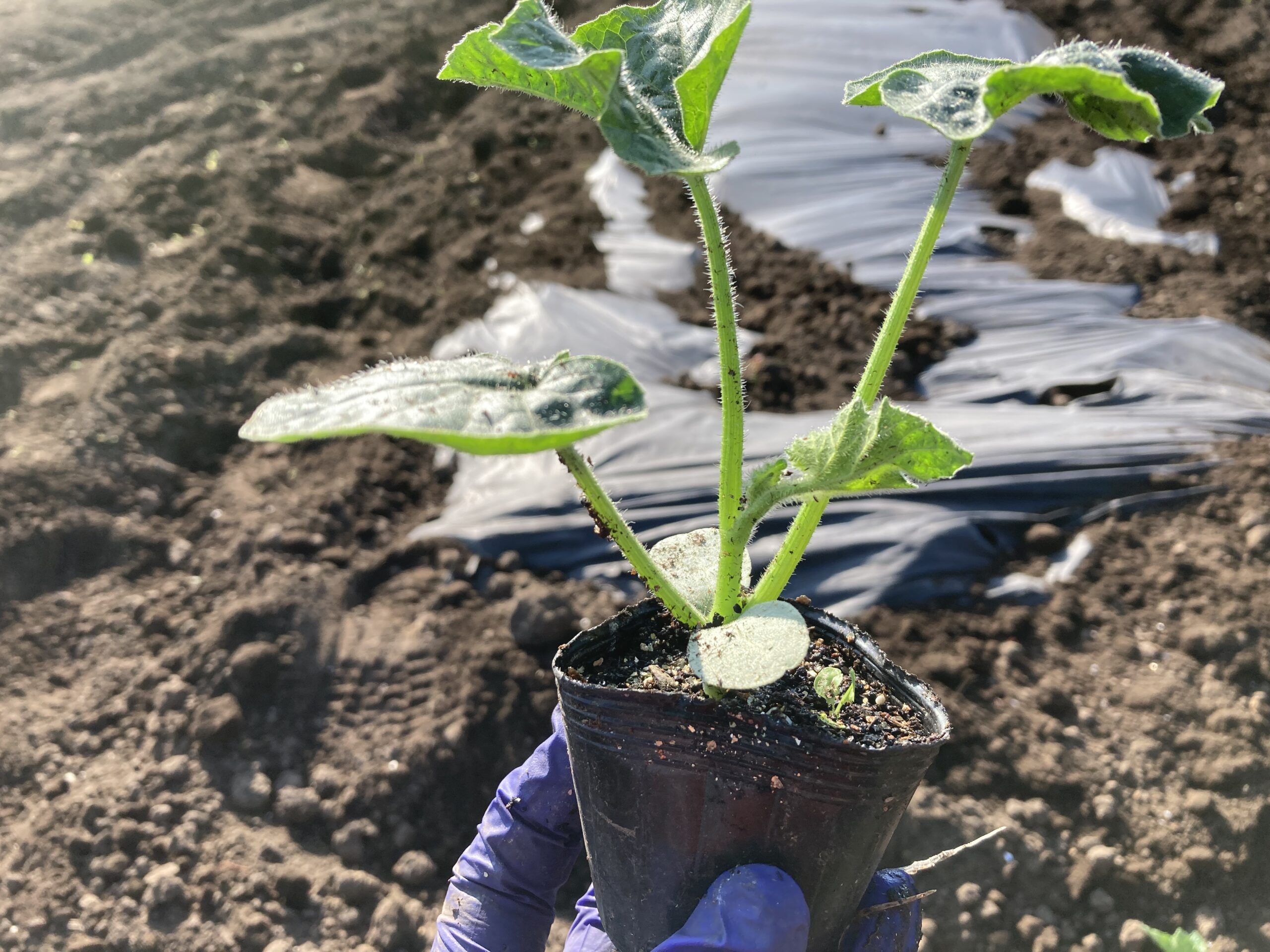 冬瓜 北海道産の美味しいビーツや西洋野菜 北海道米ふっくりんこや各種野菜の事なら愛情込めて無農薬栽培しているnk2 Farmへ