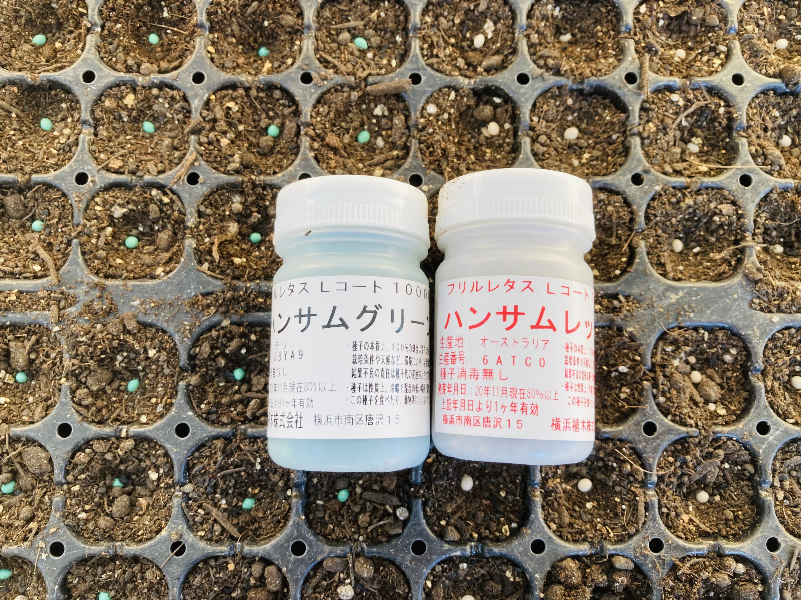 市場 たね 横浜植木 フリルレタス グリーン ハンサムグリーン
