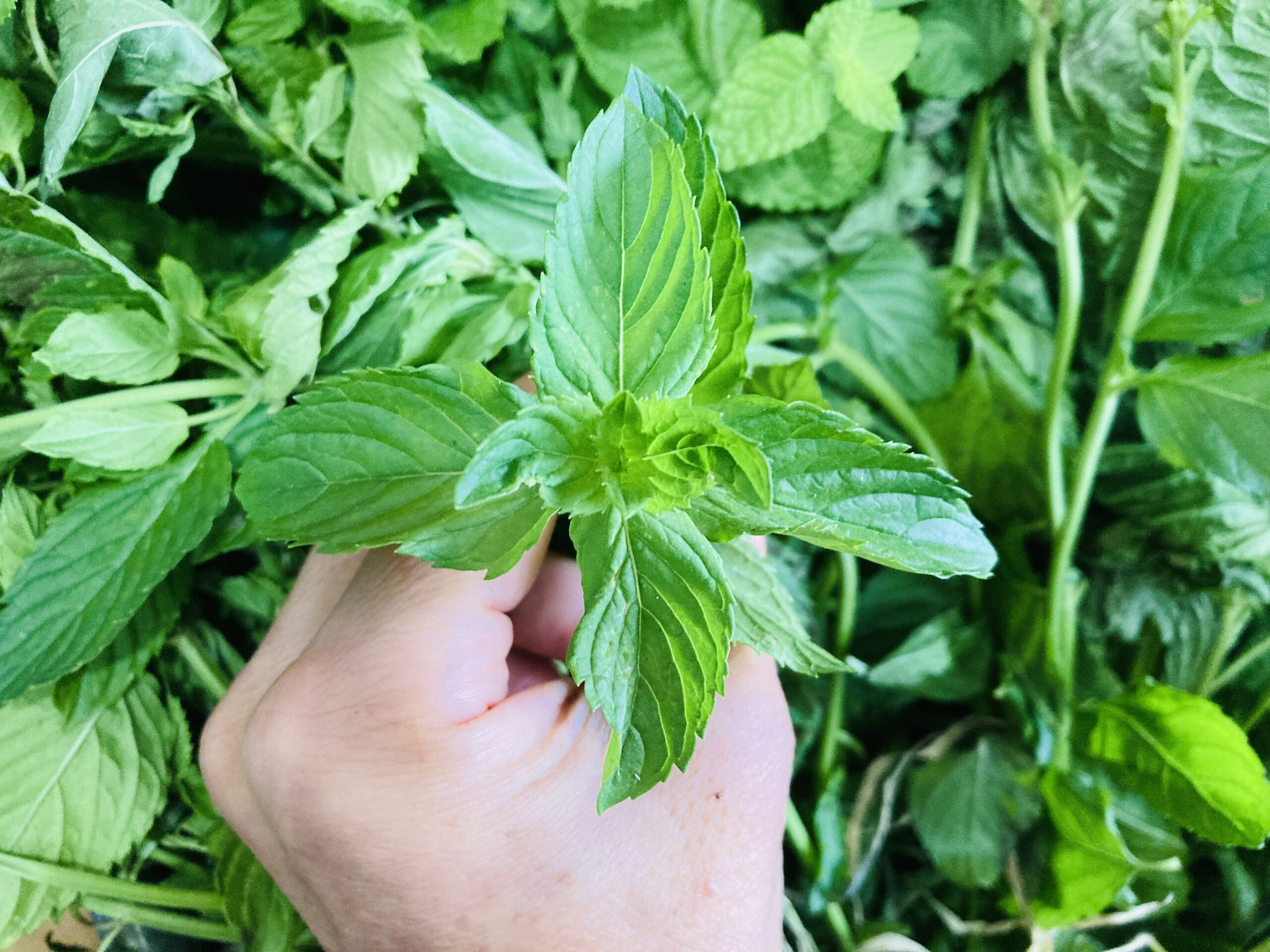 ミントチンキで作る虫除けスプレー 北海道産の美味しいビーツや西洋野菜 北海道米ふっくりんこや各種野菜の事なら愛情込めて無農薬栽培しているnk2 Farmへ