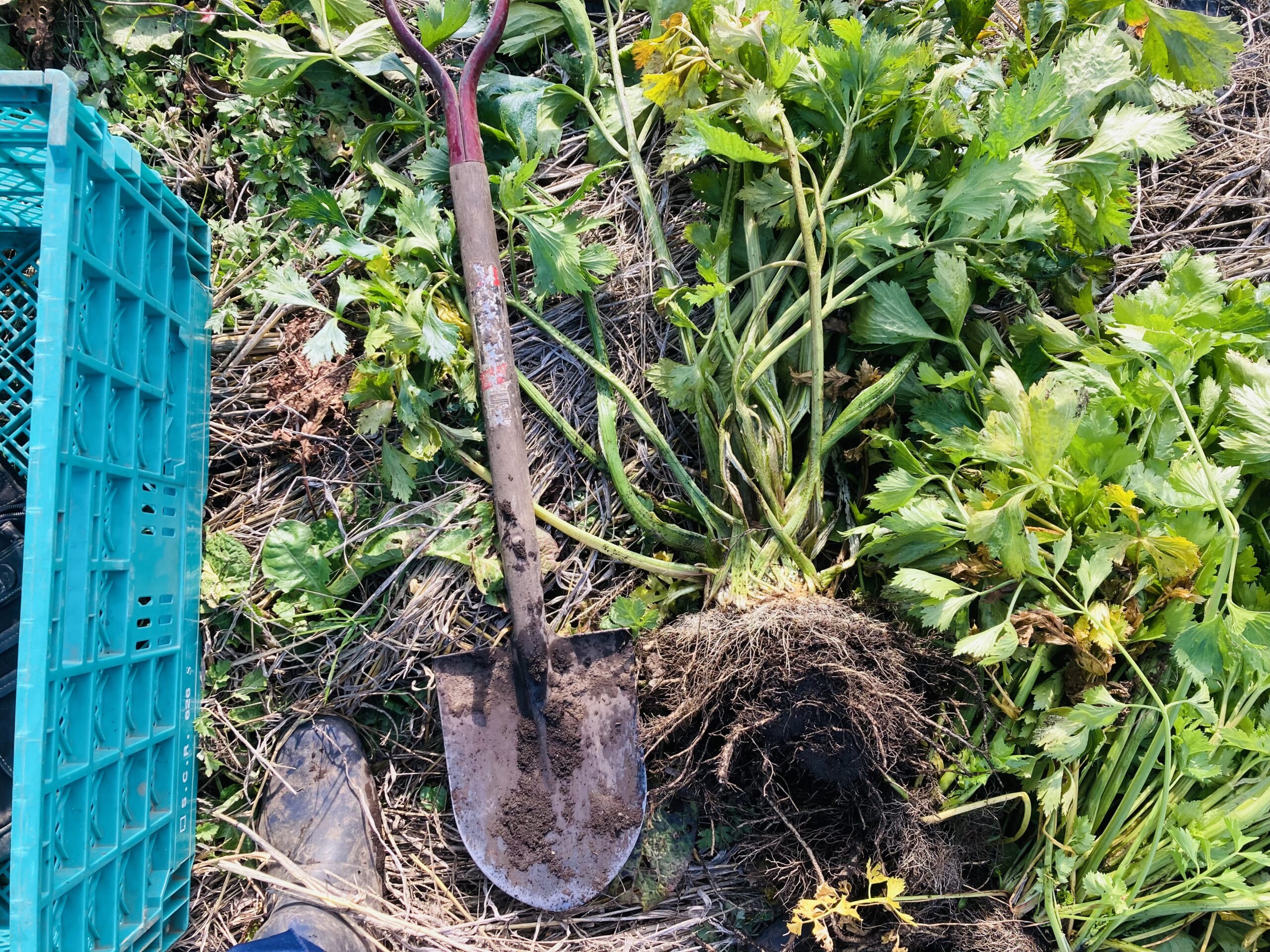 根セロリを掘りました。