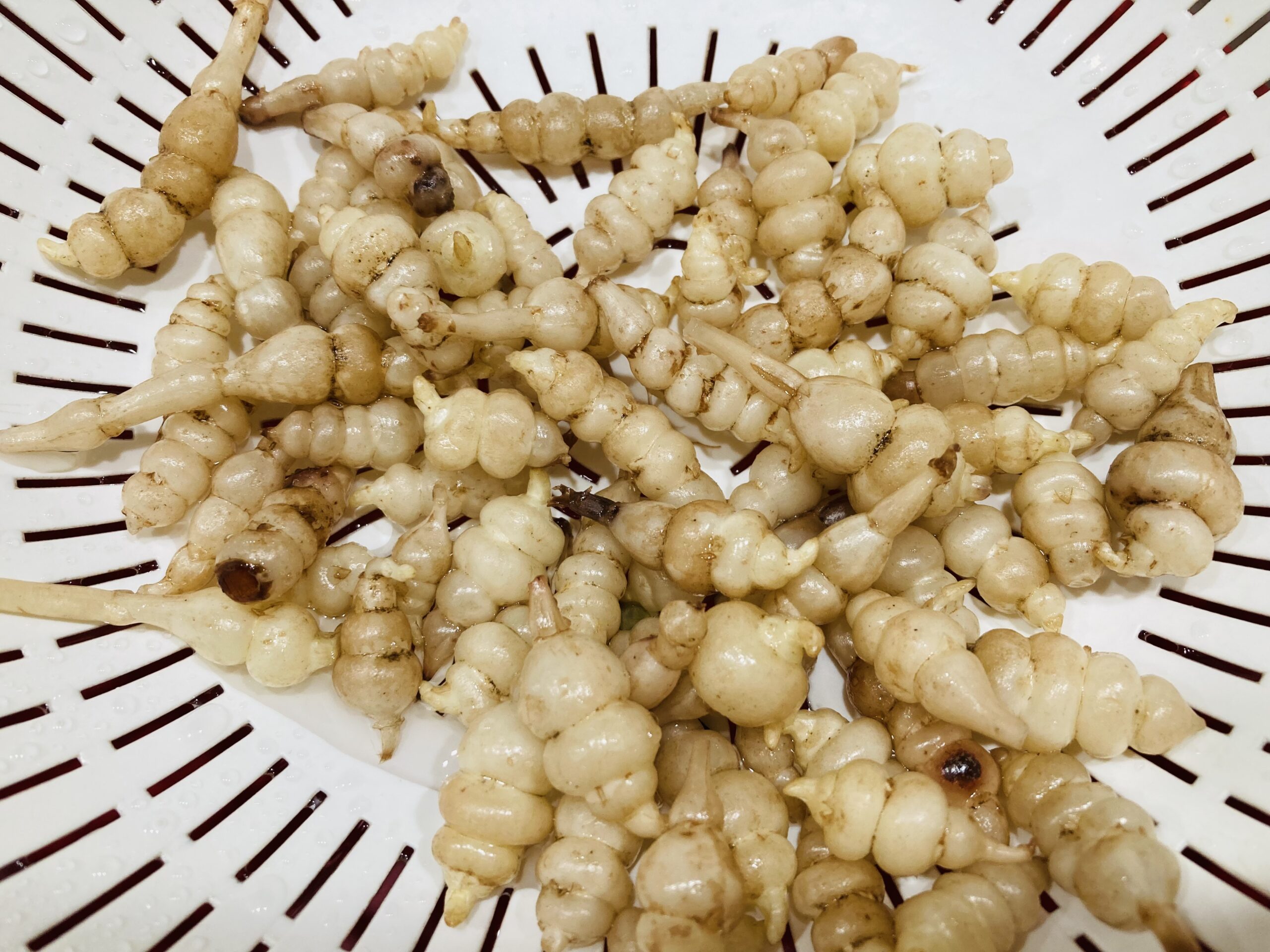 超特価セール開催！！ チョロギの下漬け | 北海道産の美味しいビーツや西洋野菜 野菜